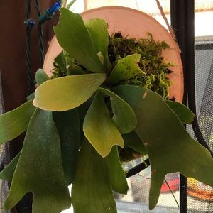 Staghorn Elkhorn fern live plant mounted on wood